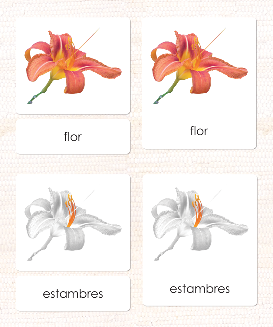 Spanish Parts of the Flower (Monocot) 3-Part Cards - Maitri Learning