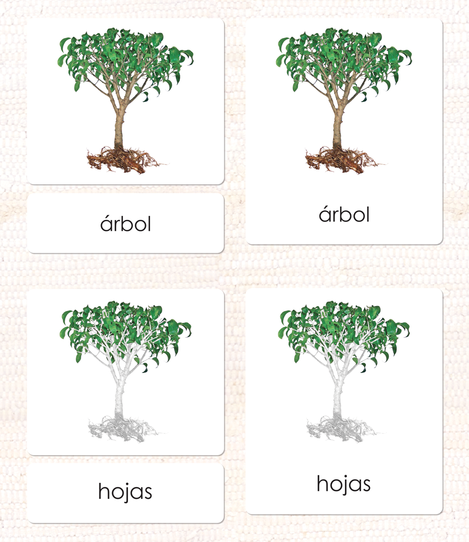 Spanish Parts of the Tree 3-Part Cards - Maitri Learning