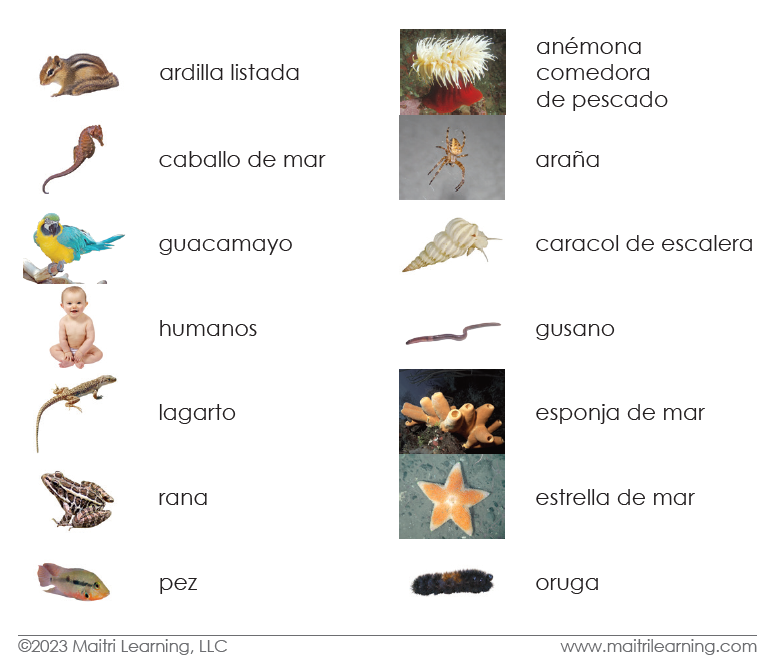 Spanish Invertebrates/Vertebrates Sorting - Maitri Learning