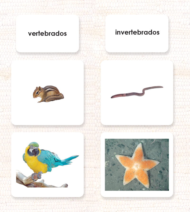 Spanish Invertebrates/Vertebrates Sorting - Maitri Learning