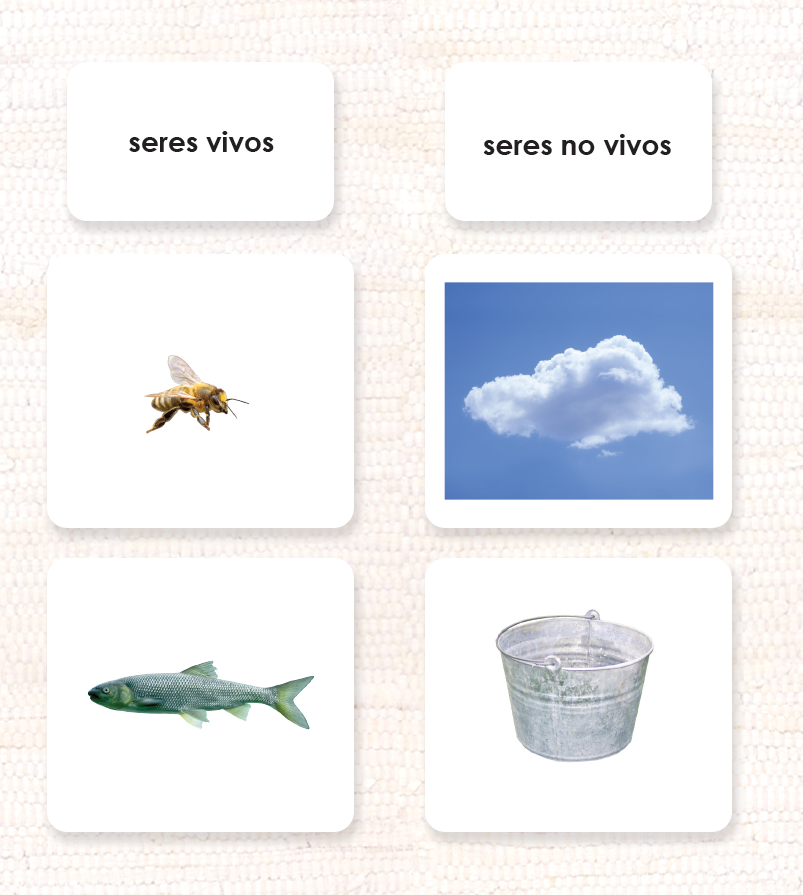 Living/Non-Living Sorting - Maitri Learning