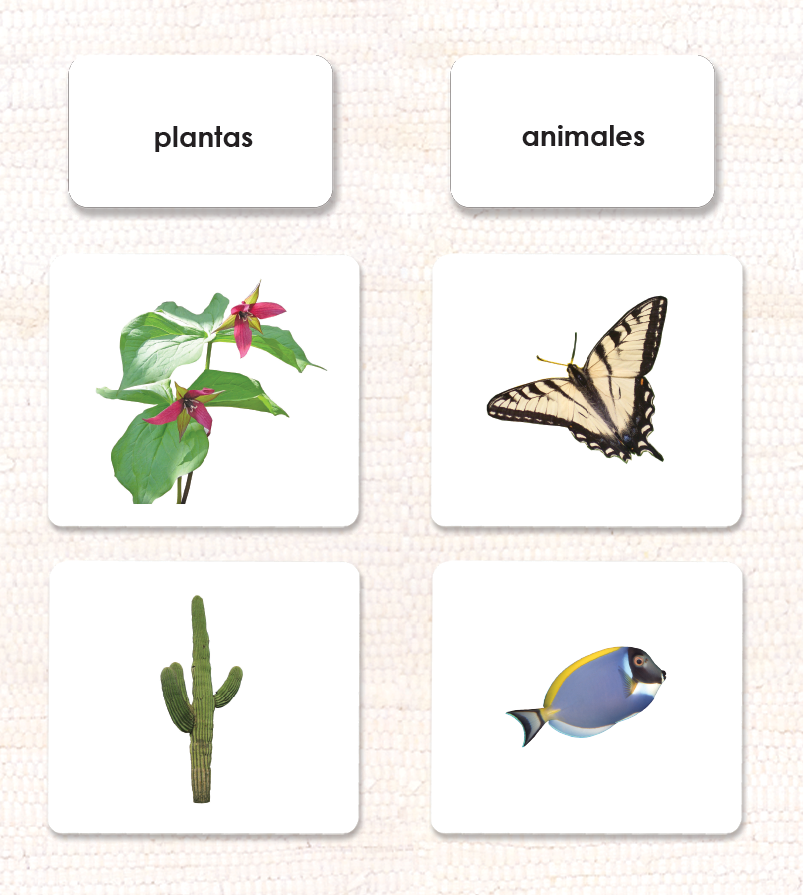 Plant/Animal Kingdom Sorting - Maitri Learning