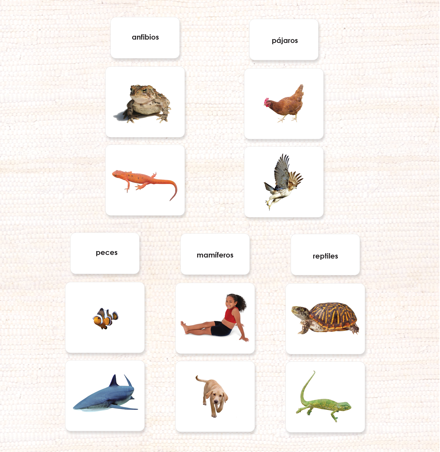 Vertebrate Classes Sorting - Maitri Learning
