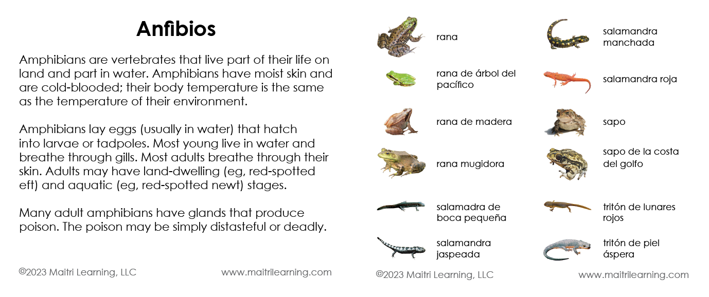 Spanish Amphibians 3-Part Cards - Maitri Learning