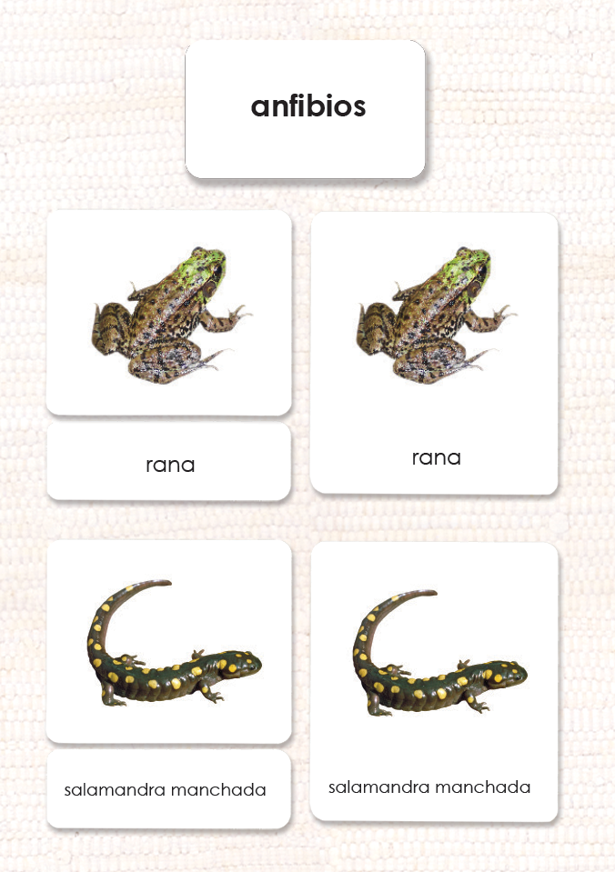 Spanish Amphibians 3-Part Cards - Maitri Learning