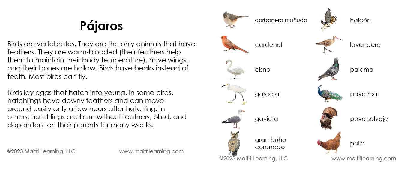 Spanish Birds 3-Part Cards - Maitri Learning