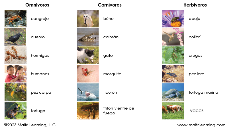 Spanish Carnivores, Herbivores & Omnivores - Maitri Learning