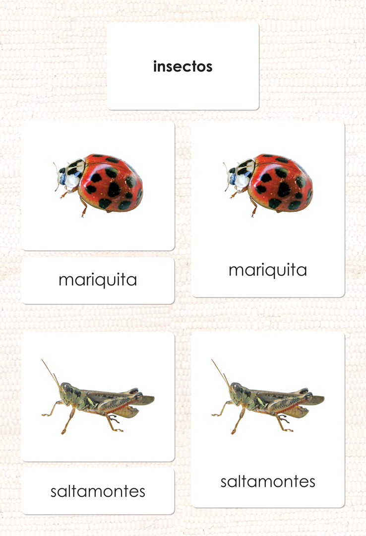 Spanish Insects 3-Part Cards - Maitri Learning