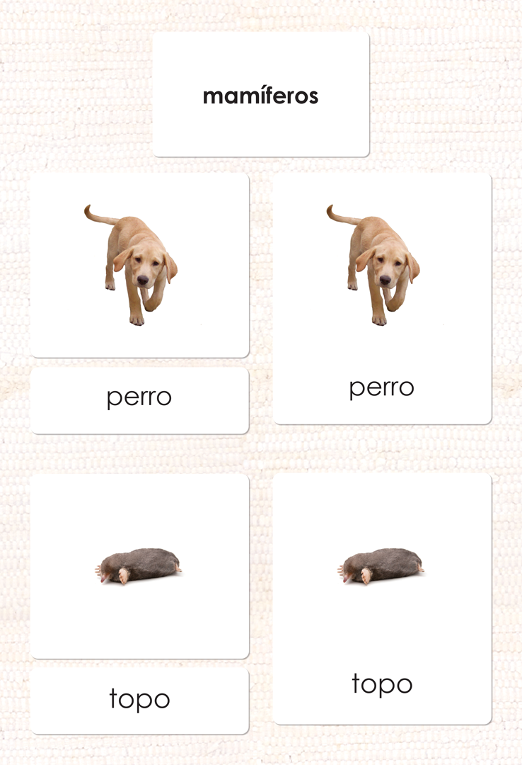Spanish Mammals 3-Part Cards - Maitri Learning