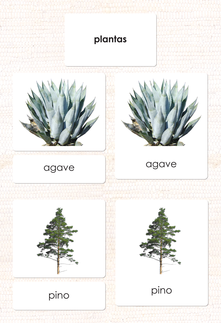 Spanish Plant Kingdom 3-Part Cards - Maitri Learning