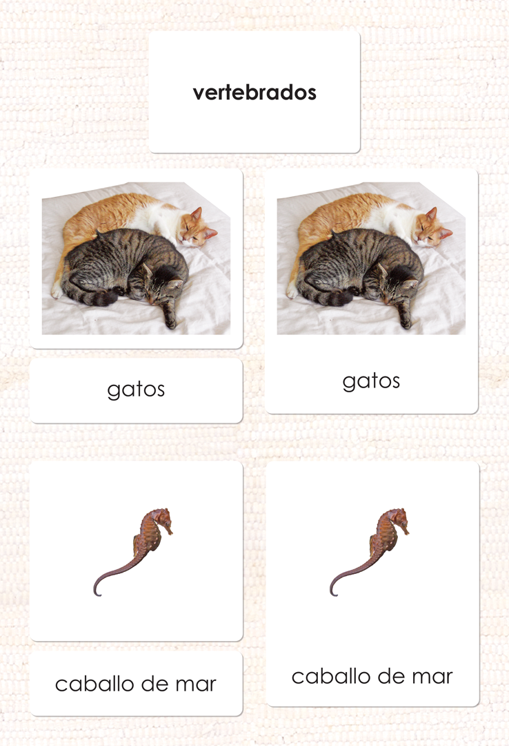 Spanish Vertebrates 3-Part Cards - Maitri Learning