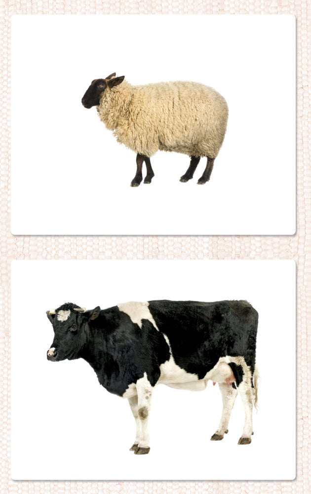 Farm Animal Toddler Cards - Maitri Learning