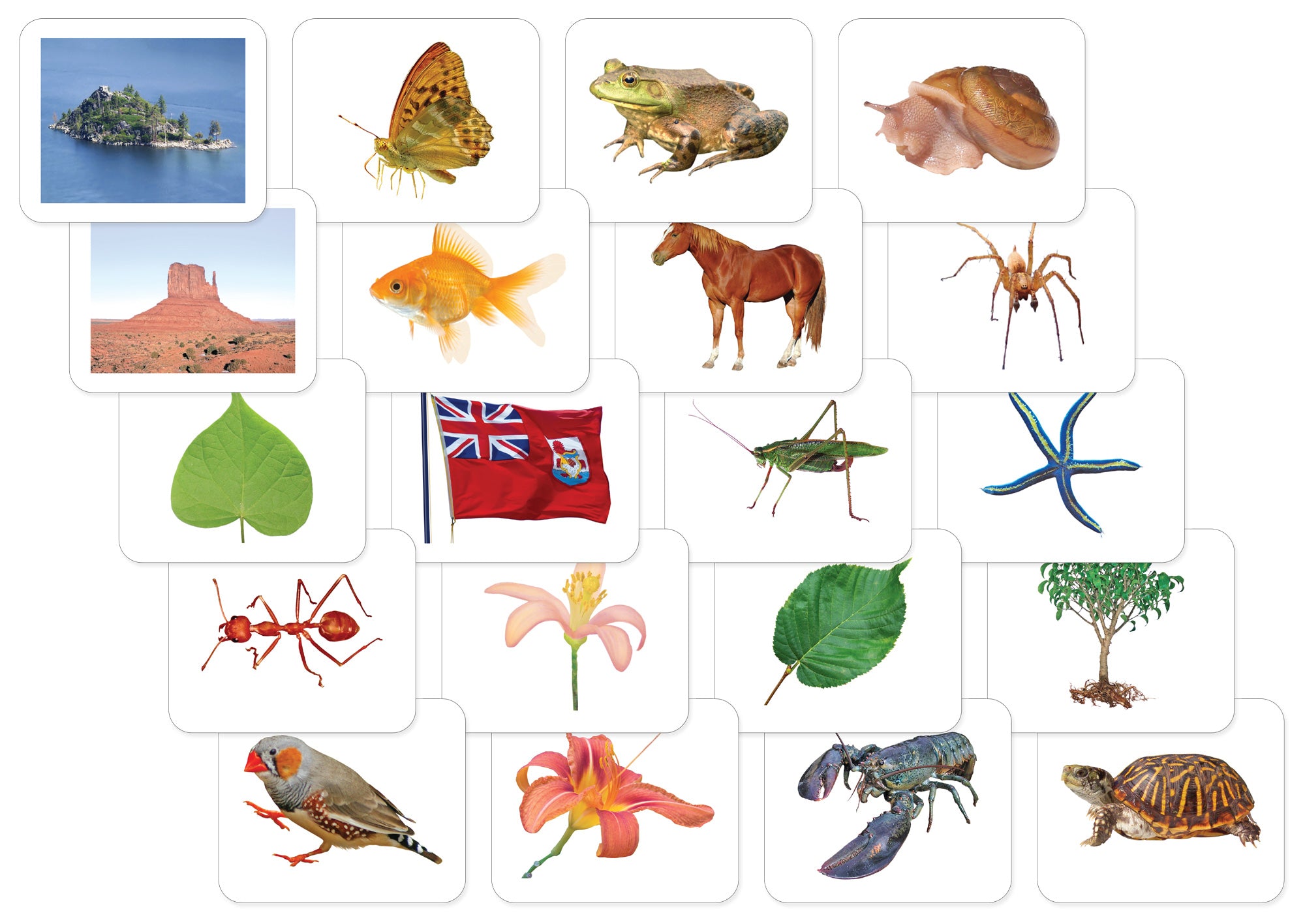 Advanced Vocabulary Card Set/20 - Maitri Learning