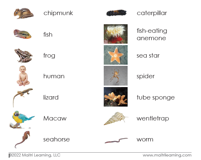Spanish Invertebrates/Vertebrates Sorting - Maitri Learning