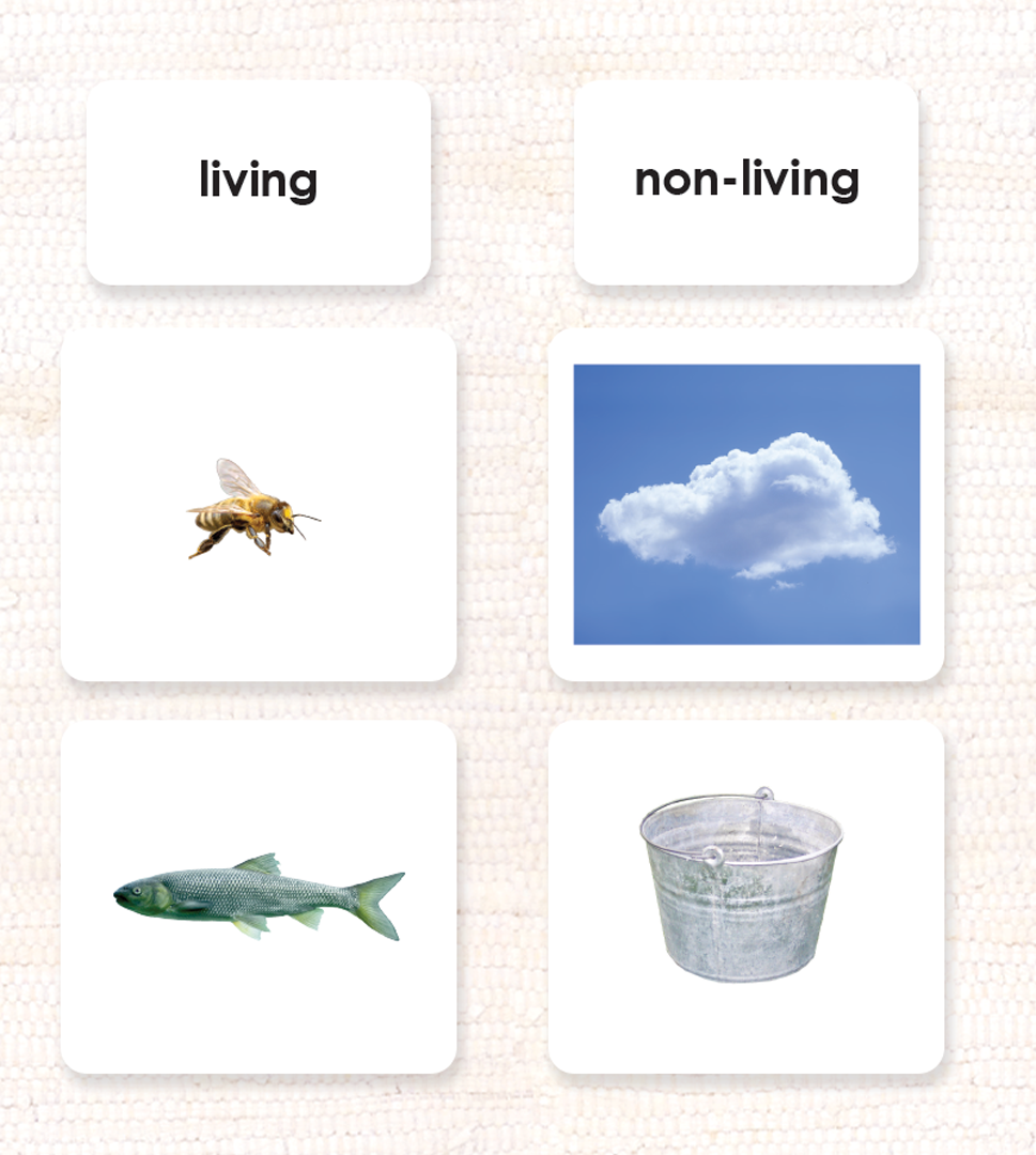 Spanish Living/Non-Living Sorting - Maitri Learning