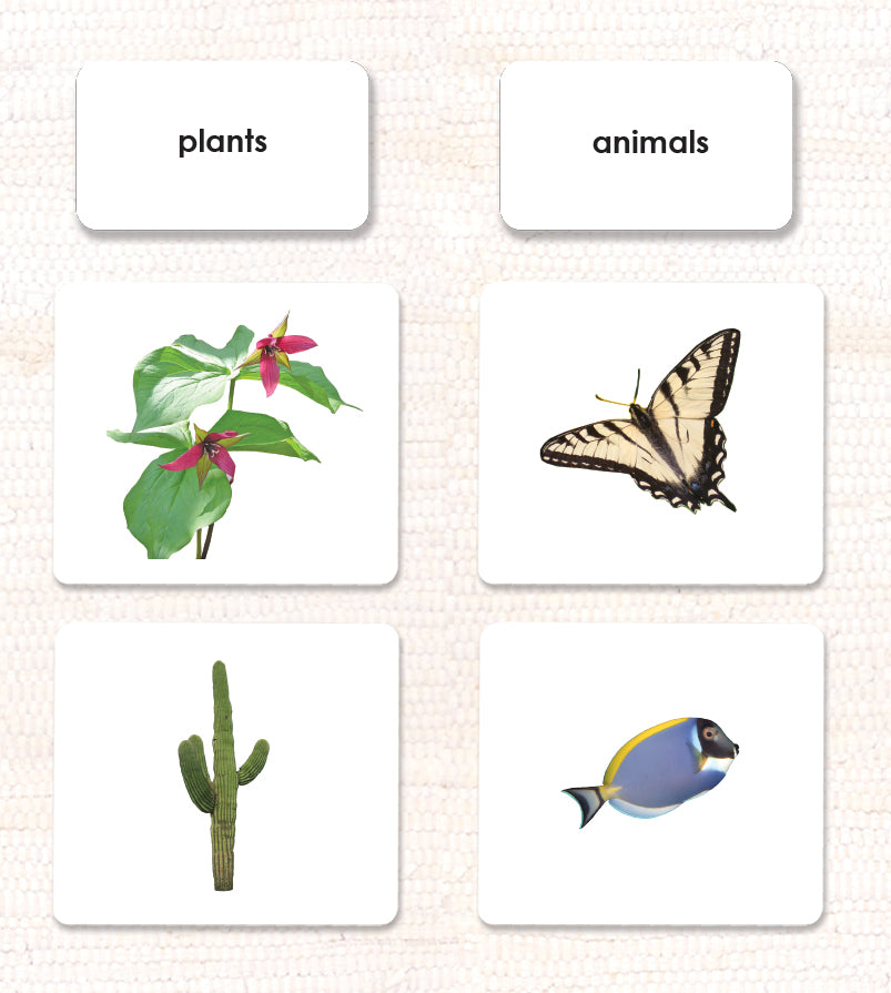 Plant/Animal Kingdom Sorting - Maitri Learning