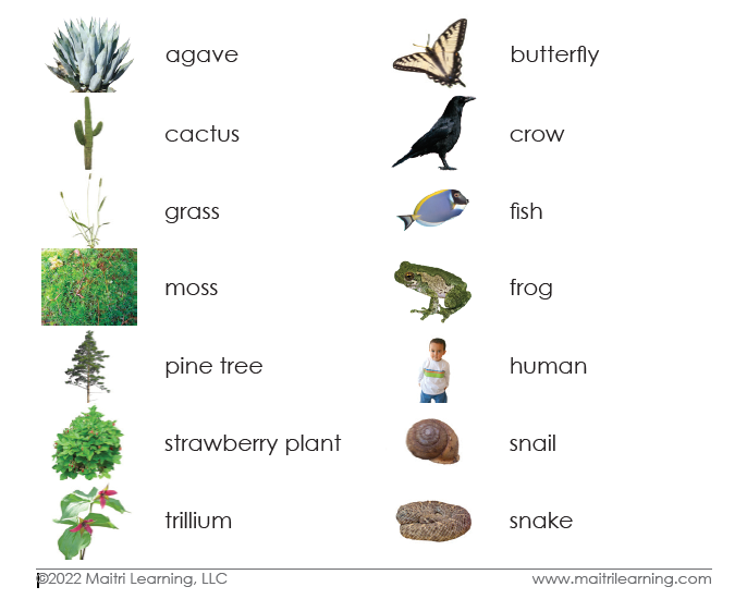 Spanish Plant/Animal Sorting - Maitri Learning