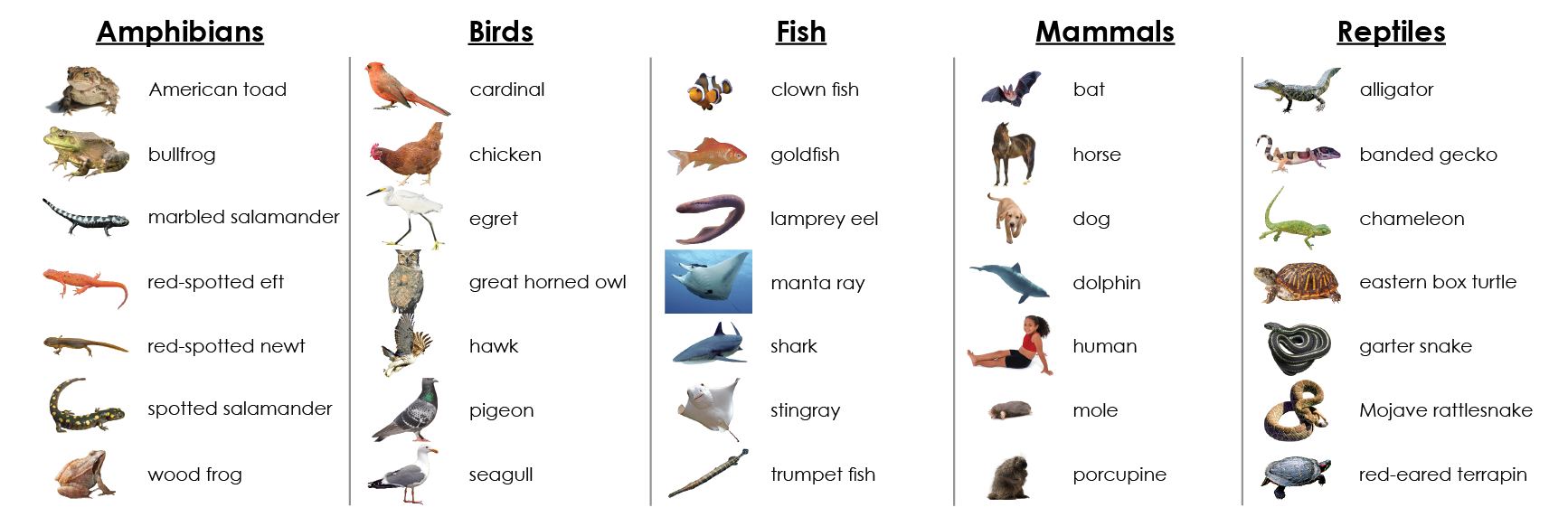 Vertebrate Classes Sorting - Maitri Learning