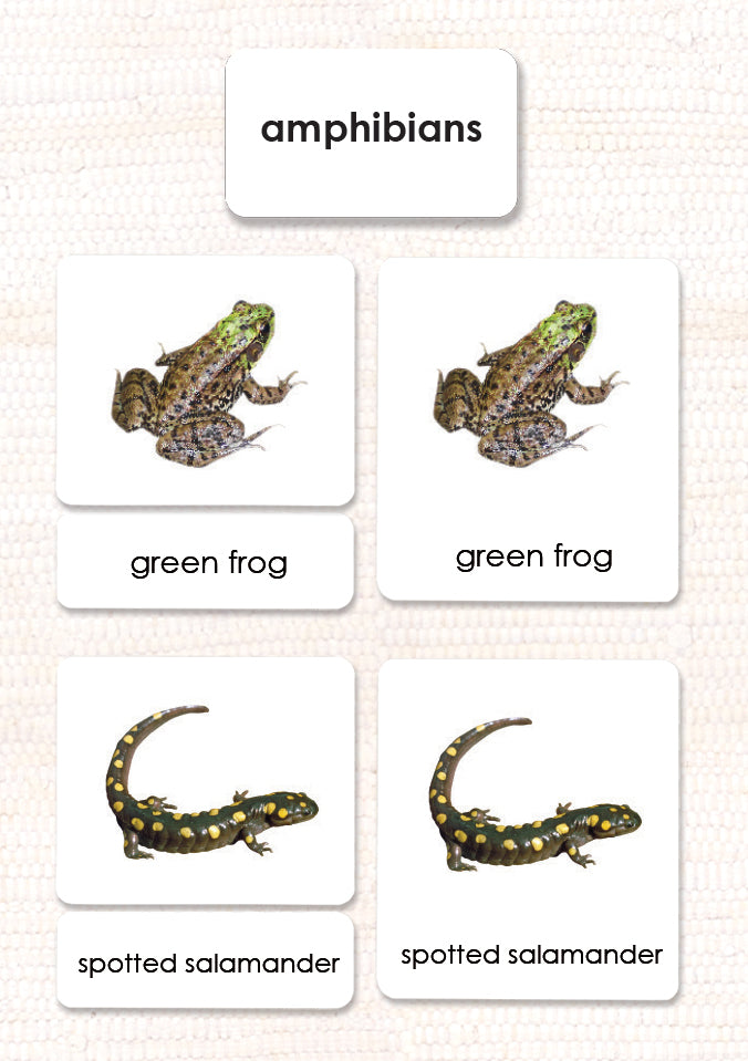 Amphibians 3-Part Reading - Maitri Learning