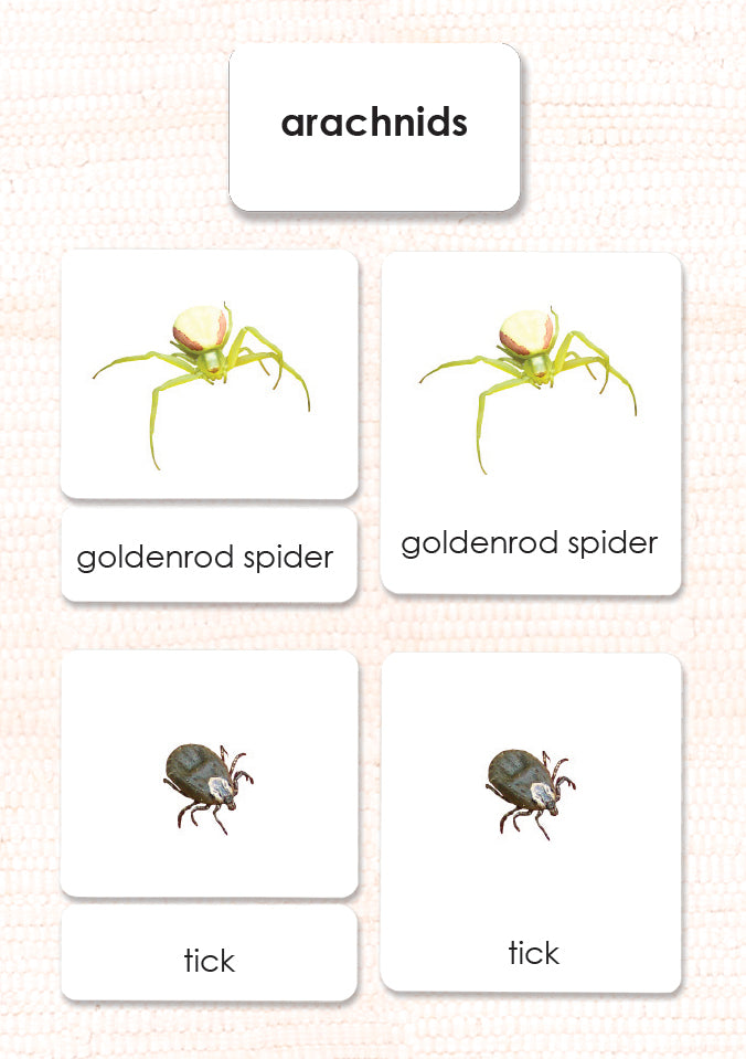 Imperfect Arachnids 3-Part Reading - Maitri Learning