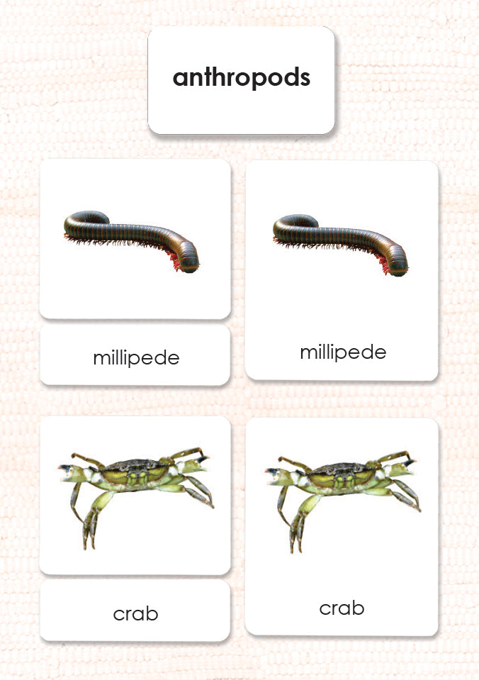 Imperfect Arthropods 3-Part Reading - Maitri Learning
