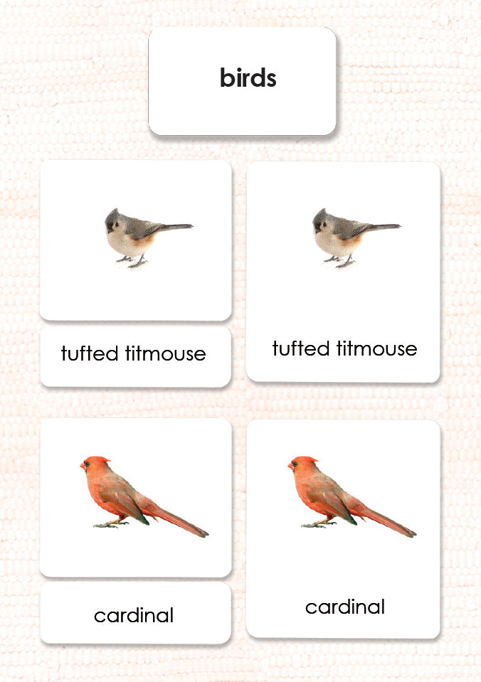 Birds 3-Part Reading - Maitri Learning