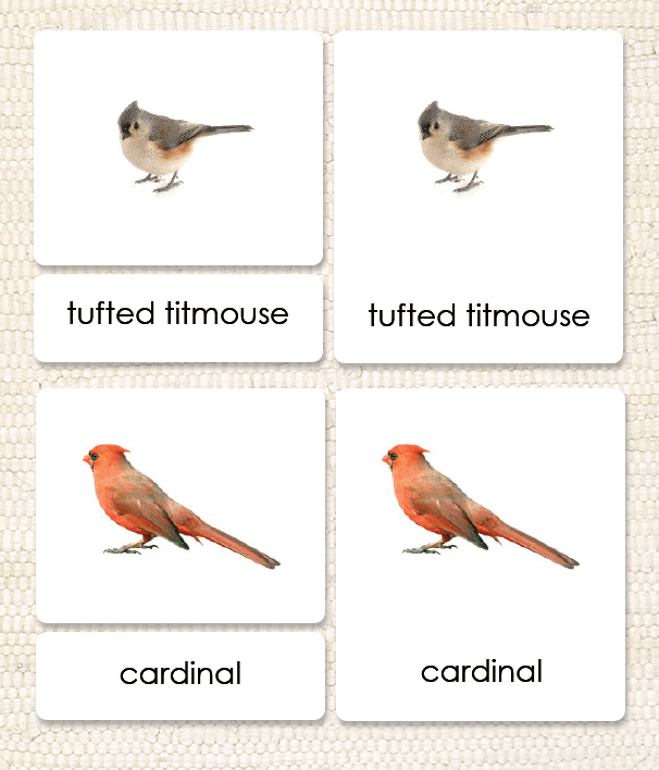 Birds 3-Part Reading - Maitri Learning