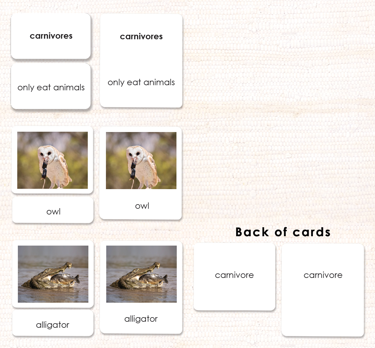Carnivores, Herbivores & Omnivores - Maitri Learning