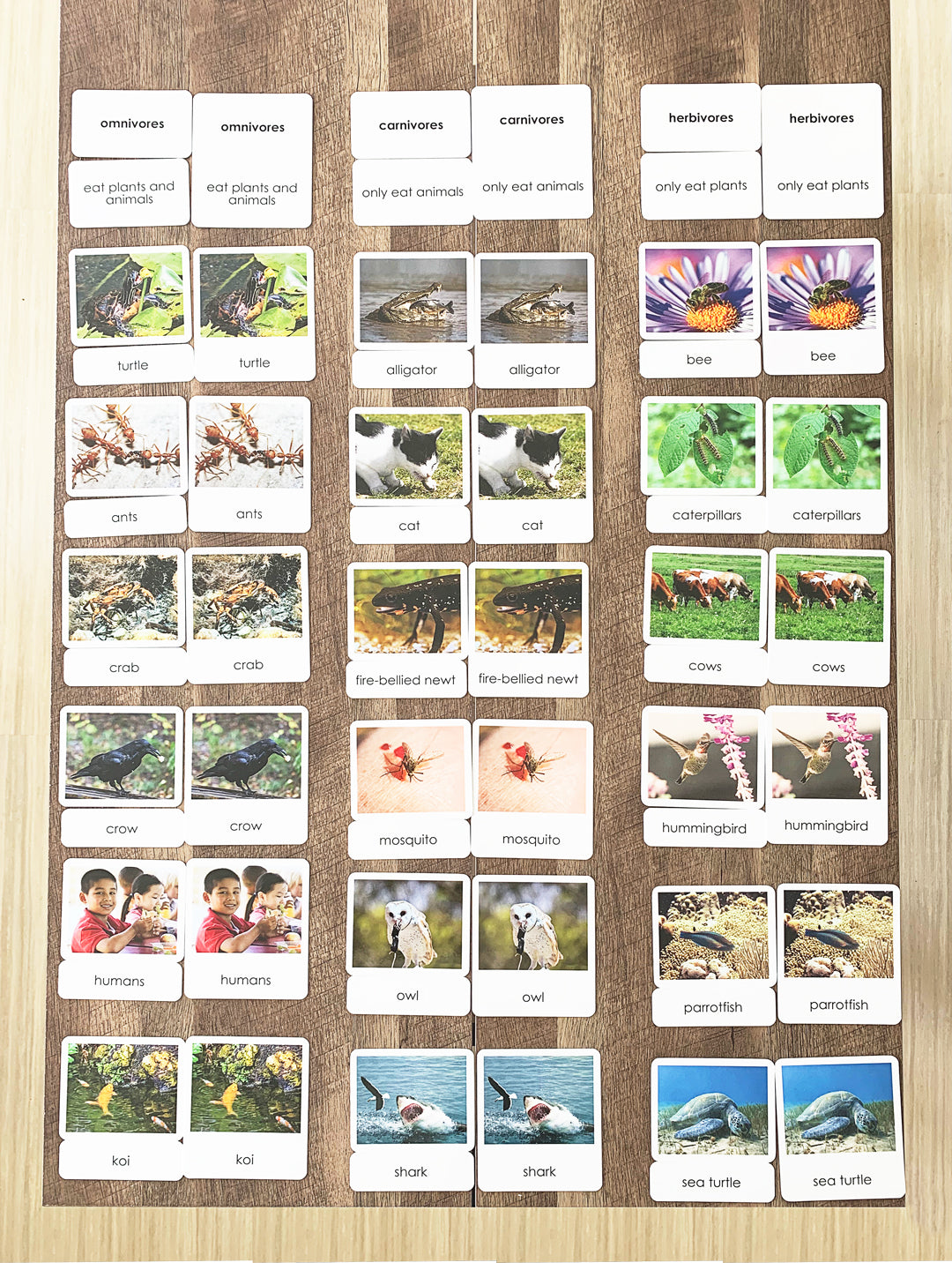 Carnivores, Herbivores & Omnivores - Maitri Learning