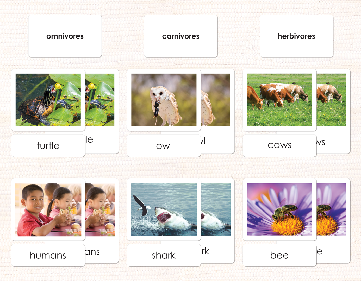 Carnivores, Herbivores & Omnivores - Maitri Learning