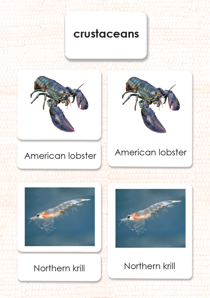 Imperfect Crustaceans 3-Part Reading - Maitri Learning