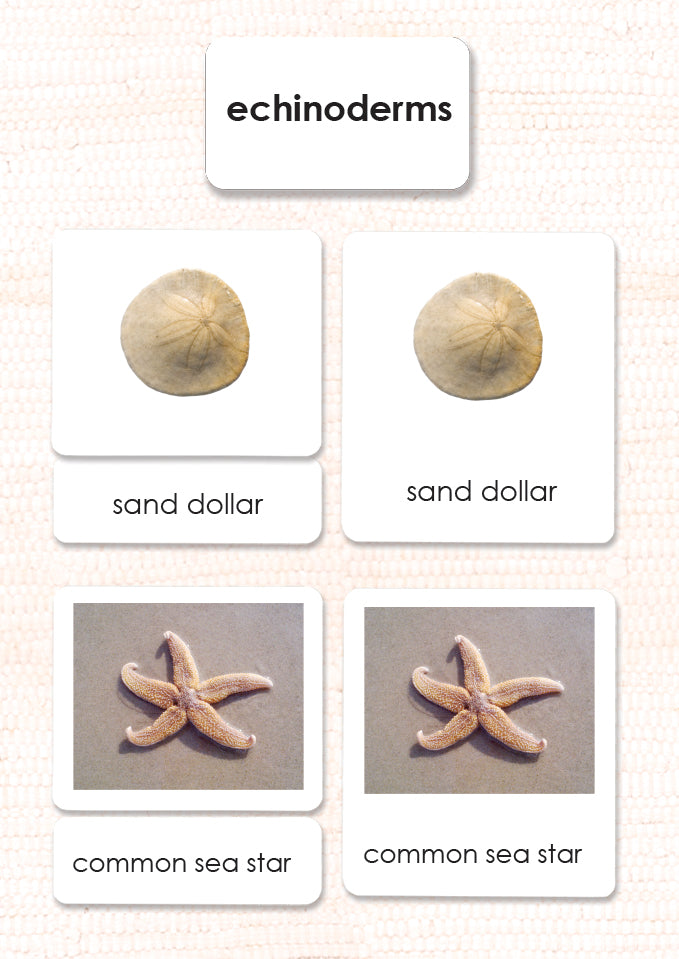 Echinoderms 3-Part Reading - Maitri Learning