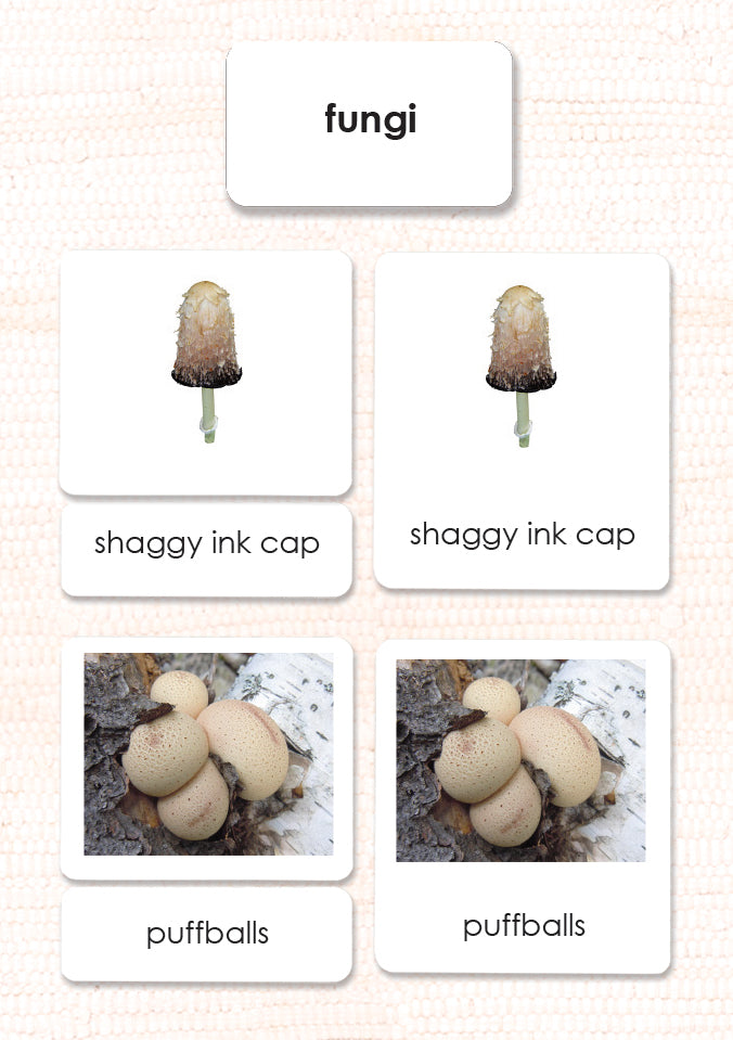 Imperfect Fungi Kingdom 3-Part Reading - Maitri Learning