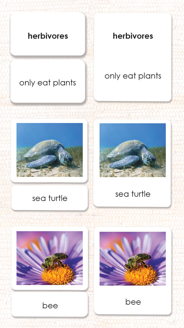 Carnivores, Herbivores & Omnivores - Maitri Learning