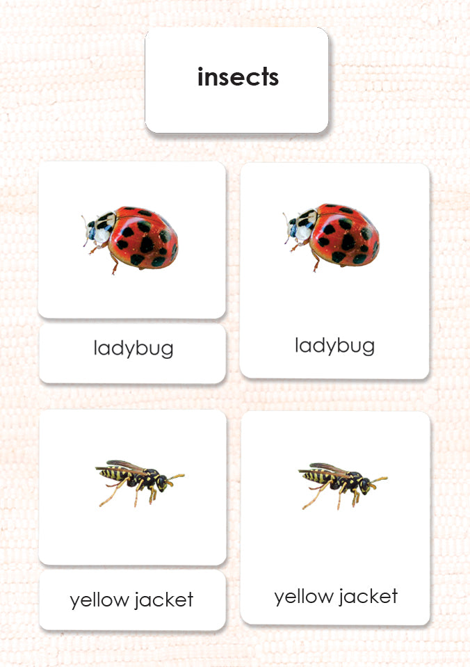 Insects 3-Part Reading - Maitri Learning