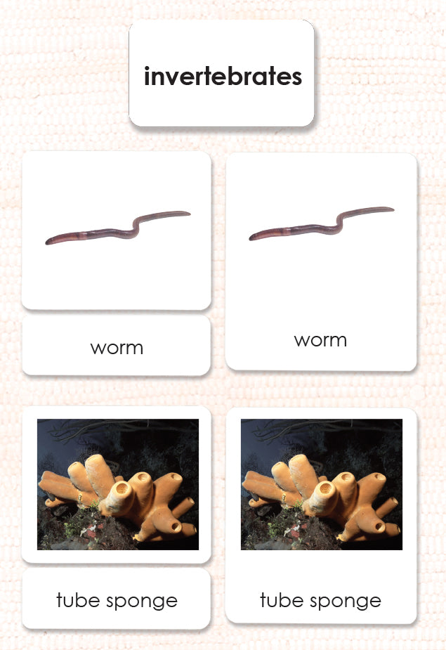 Imperfect Invertebrates 3-Part Reading - Maitri Learning