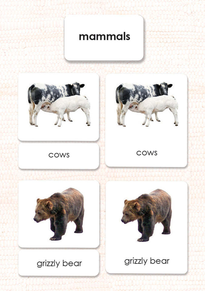 Imperfect Mammals 3-Part Reading - Maitri Learning