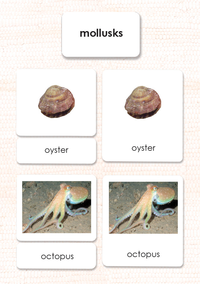 Mollusks 3-Part Reading - Maitri Learning