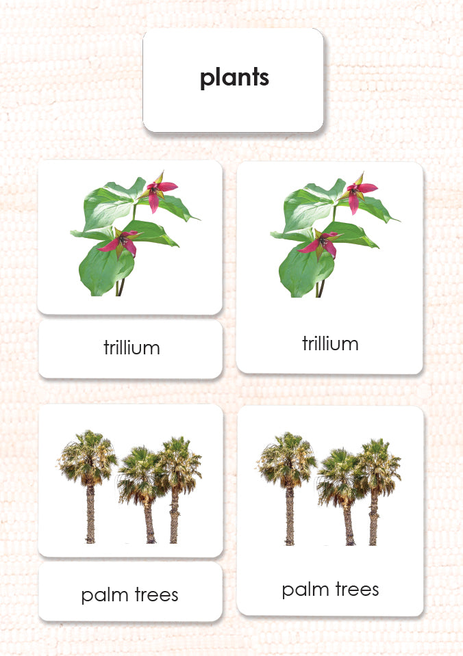 Imperfect Plant Kingdom 3-Part Reading - Maitri Learning