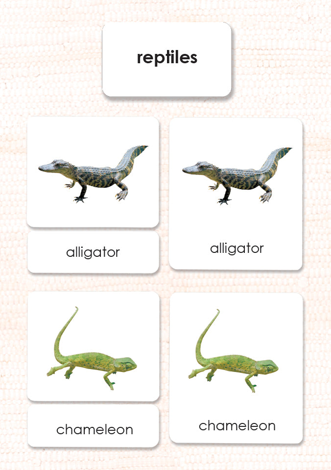 Reptiles 3-Part Reading - Maitri Learning
