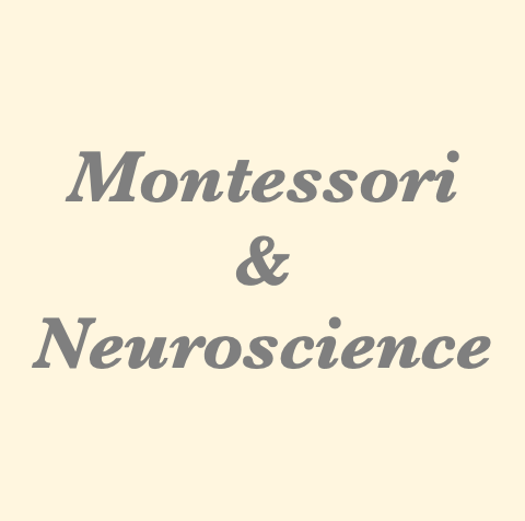 Montessori and Neuroscience