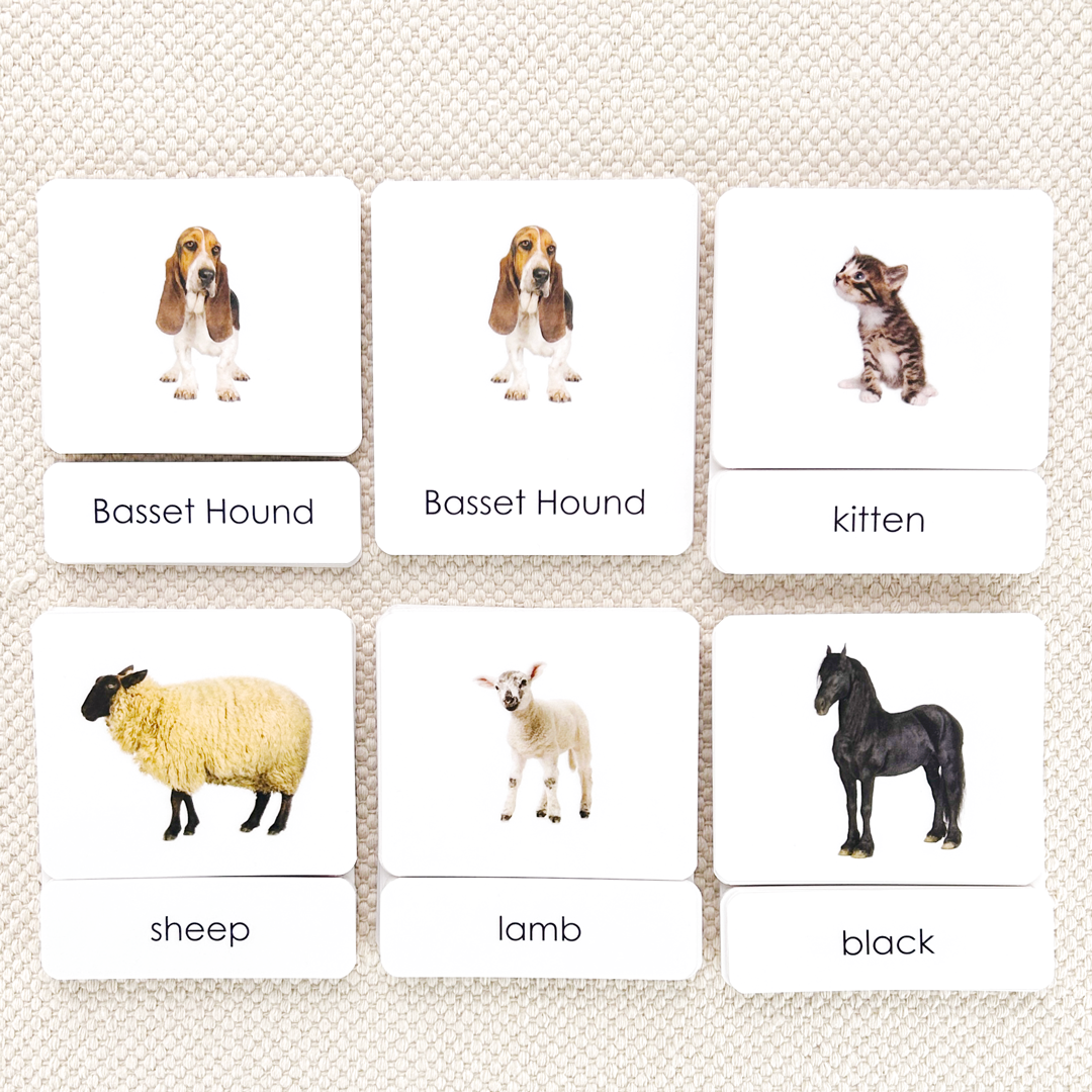 Common Nouns 3-Part Card Bundles