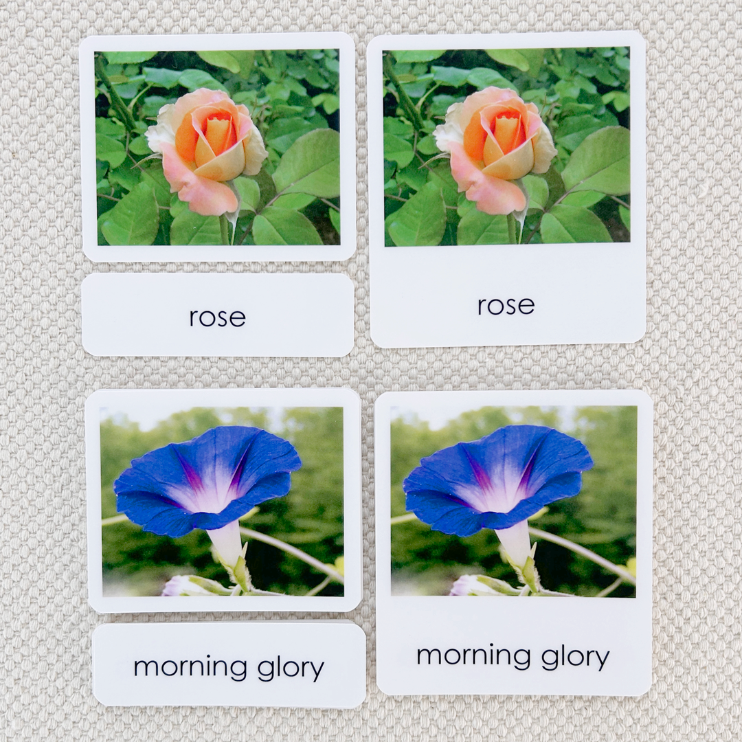 Garden Flowers 3-Part Reading