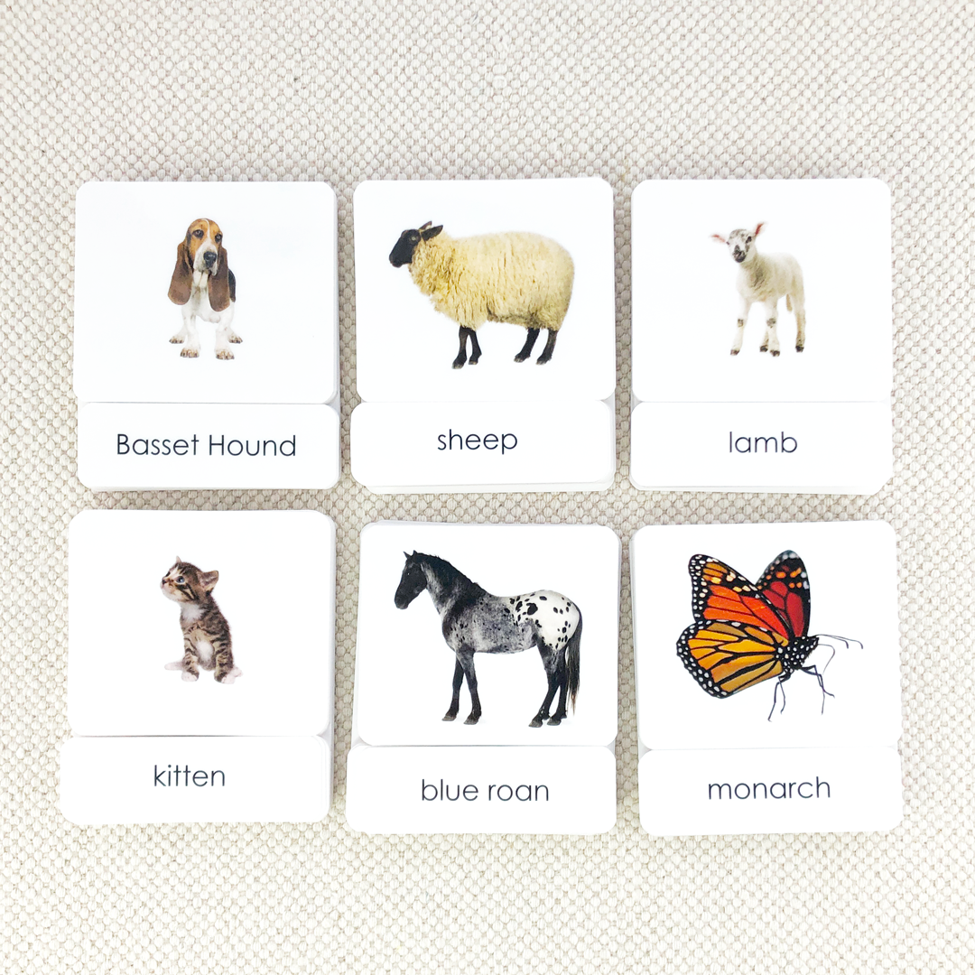 Common Nouns 3-Part Card Bundles