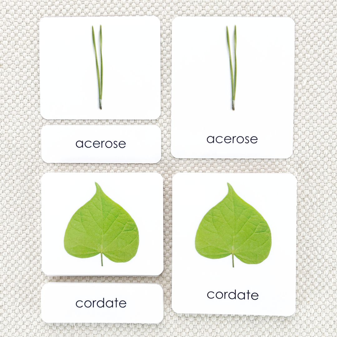 Leaf Shapes (Botany Cabinet) 3-Part Reading