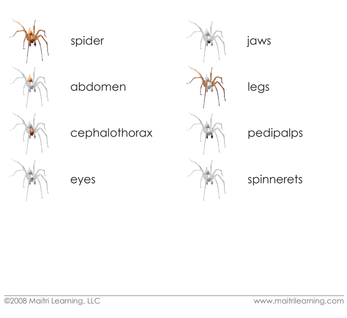 Parts of the Spider Book