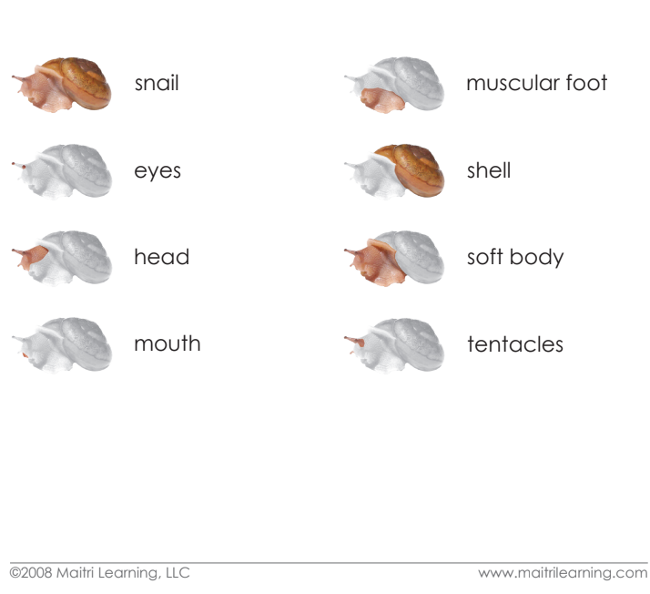 Parts of the Snail Vocabulary