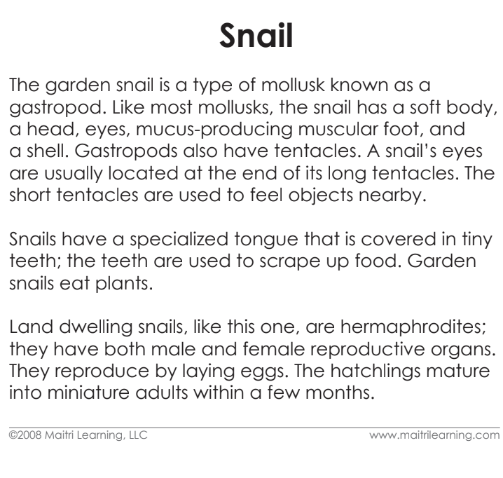 Parts of the Snail Vocabulary