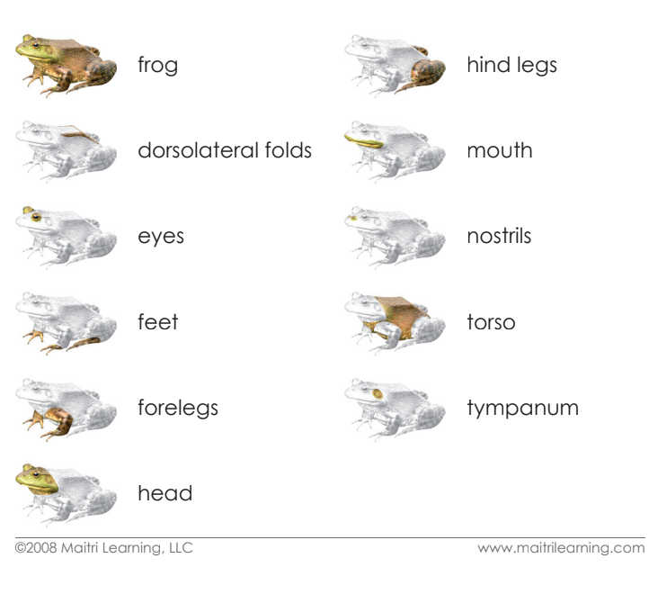 Parts of the Frog Definitions