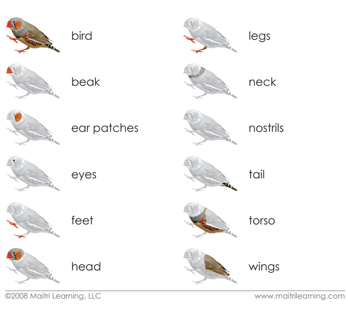 Imperfect Parts of the Bird Vocabulary